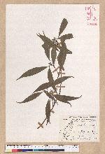 Litsea lii Chang 李氏木薑子