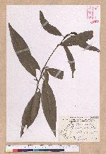Litsea akoensis Hayata 屏東木薑子