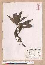 Litsea acuminata (Blume) Kurata 長葉木薑子