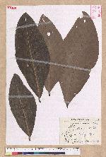 Litsea garciae Vidal 蘭嶼木薑子