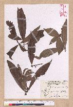Litsea acutivena Hayata 銳脈木薑子