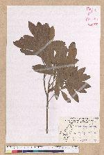 Litsea hypophaea Hayata 小梗木薑子(黃肉樹)