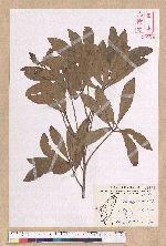 Litsea hypophaea Hayata 小梗木薑子(黃肉樹)
