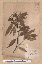 Lithocarpus amygdalifolius (Skan ex Forbes & Hemsl.) Hayata 杏葉石櫟
