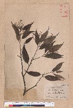 Castanopsis longicaudata (Hayata) Kaneh. et Hatus. 長尾尖櫧