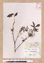 Quercus mongolica Fischer ex Turcz. var. grosseserrata (Bl.) Rehder et Wilson