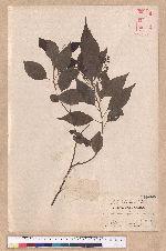 Cinnamomum camphora (L.) Sieb. var. nominale Hayata 鳥樟