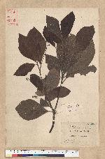 Phoebe formosana (Hayata) Hayata 臺灣雅楠