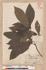 Litsea hayatae Kanehira