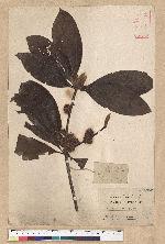 Neolitsea konishii (Hayata) Kanehira & Sasaki 五掌楠