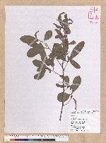 Litsea hypophaea Hayata 小梗木薑子(黃肉樹)