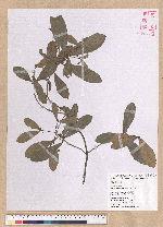 Litsea hypophaea Hayata 小梗木薑子(黃肉樹)