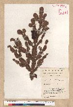 Abies kawakamii (Hayata) Ito 臺灣冷杉
