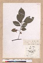 Lindera benzoin (L.) Blume