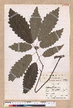 Quercus muehlenbergii Engelm