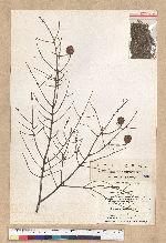 Tsuga chinensis (Franch.) Pritz. ex Diels var. formosana (Hayata) Li & Keng 臺灣鐵杉