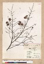 Tsuga chinensis (Franch.) Pritz. ex Diels var. formosana (Hayata) Li & Keng 臺灣鐵杉