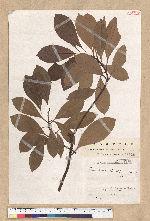 Persea thunbergii (Siebold & Zucc.) Kostermans 紅楠