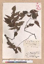 Fagus hayatae Palib. 臺灣山毛櫸