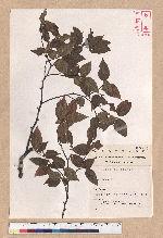 Fagus hayatae Palib. 臺灣山毛櫸