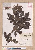 Quercus serrata Thumb. ex Murray