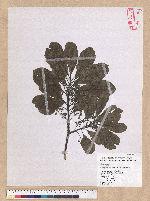 Litsea glutinosa (Lour.) C. B. Rob. 潺槁木薑子