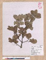 Quercus spinosa A. David ex Fr. 高山櫟