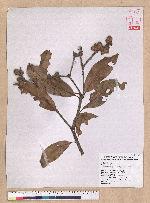 Pasania ternaticupula (Hayata) Schott 三斗石櫟