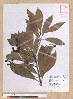 Machilus japonica Siebold et Zucc. var. kusanoi (Hayata) Liao 大葉楠