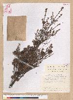 Neolitsea variabillima (Hayata) Kanehira & Sasaki 變葉新木薑子