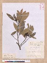 Litsea akoensis Hayata 屏東木薑子