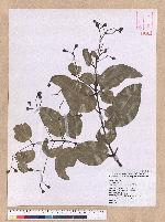 Cinnamomum zeylanicum Nees 錫蘭樟(錫蘭肉桂)