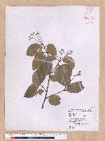 Cinnamomum zeylanicum Nees 錫蘭樟(錫蘭肉桂)