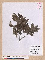 Cyclobalanopsis stenophylloides (Hayata) Kudo & Masamune ex Kudo 狹葉櫟