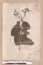 Cinnamomum zeylanicum Blume