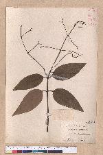 Cinnamomum zeylanicum Blume