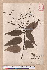 Cinnamomum zeylanicum Blume