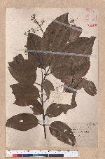 Cinnamomum zeylanicum Blume