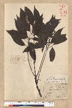 Neolitsea daibuensis Kamikoti 大武新木薑子