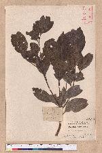 Beilschmiedia erythrophloia Hayata 瓊楠