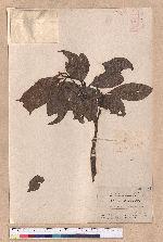 Beilschmiedia erythrophloia Hayata 瓊楠