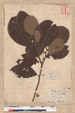 Litsea hayatae Kanehira