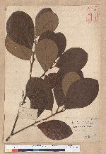 Litsea hayatae Kanehira