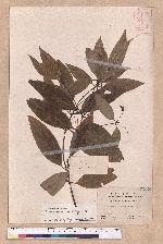 Cinnamomum osmophloeum Kanehira 土肉桂