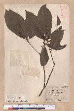 Litsea akoensis Hayata 屏東木薑子