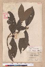 Litsea akoensis Hayata 屏東木薑子