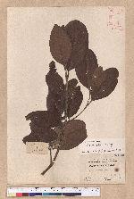 Litsea akoensis Hayata 屏東木薑子