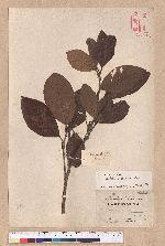 Litsea akoensis Hayata 屏東木薑子