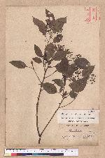 Cinnamomum camphora (L.) J. Presl 樟樹
