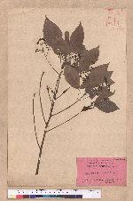 Cinnamomum camphora (L.) J. Presl 樟樹